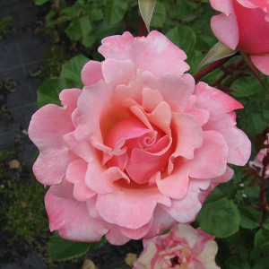 VALENTINE HEART (floribunda)
